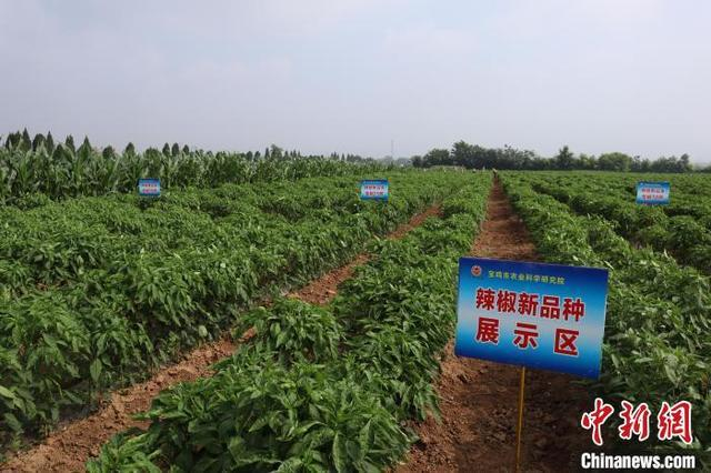 图为示范田内的辣椒新品种展示区。 李一璠 摄