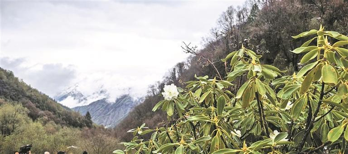 雪山映杜鹃。门源县委宣传部供图