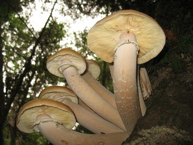 图3 奥氏蜜环菌（Armillaria solidipes）