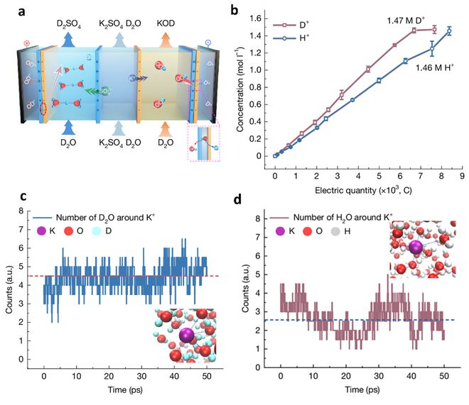 ▲双极膜重水解离示意图及理论模拟