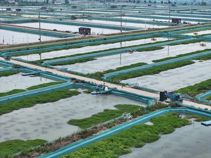 洪泽湖大闸蟹生态养殖示范区的一景。 陈亮 摄