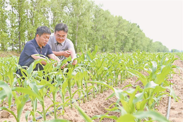     师徒俩分析玉米生长情况。徐磊摄