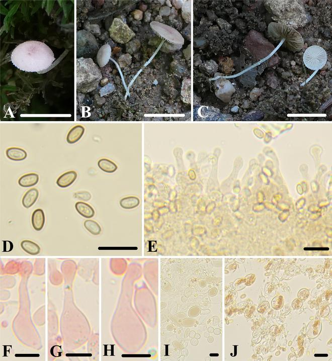 　　图为球鳞小蘑菇。新华社发
