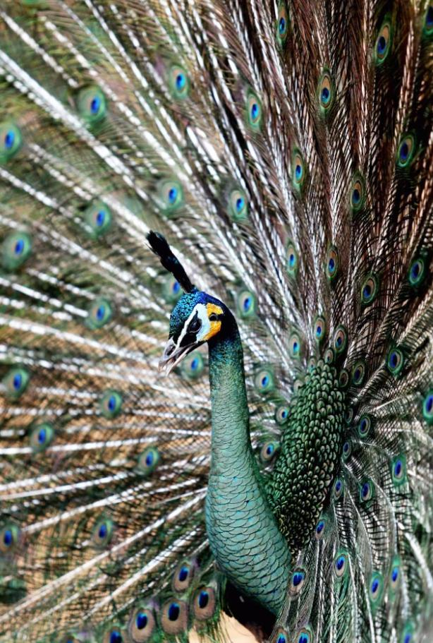 绿孔雀 记者 杨峥 摄