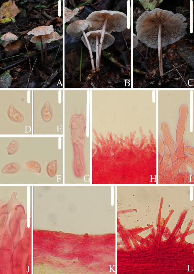 　　图为亚多纹拟金钱菌。新华社发