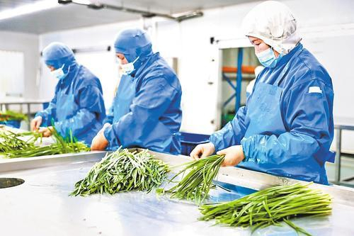     7月5日，在河北润泽鲜食品加工有限公司的净菜生产车间，工人在精拣韭菜。本组图片由张智军摄