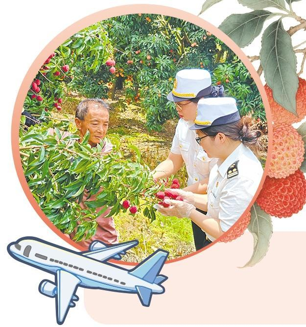     广州海关所属从化海关关员对出口荔枝进行现场查验。  王彭军摄