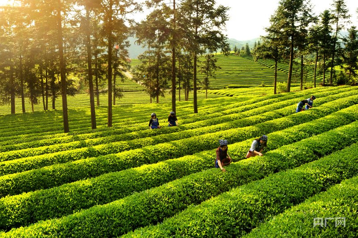 茶农在茶园采茶（央广网发  肖晓一  摄）