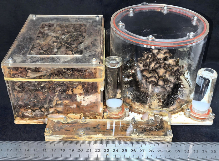 用于观察培菌白蚁行为的透明容器。