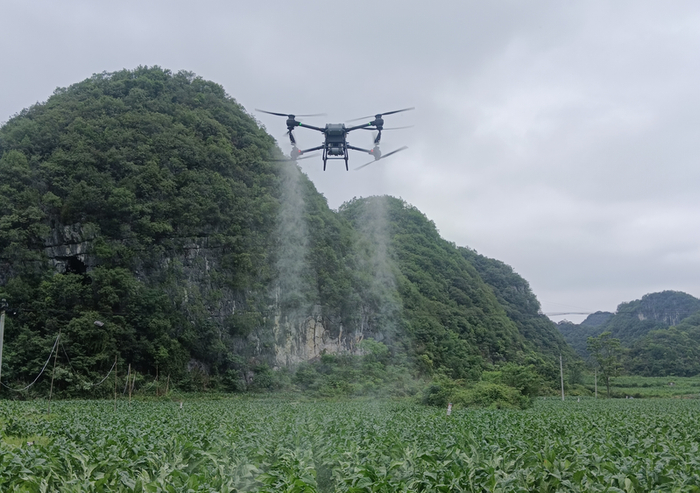 图为无人机喷洒农药。罗丽芬 摄