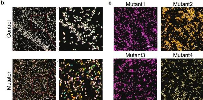 （来源：Nature Communications）