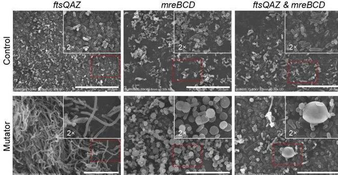 （来源：Nature Communications）