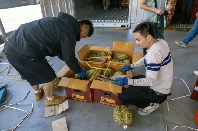 ▲ 榴莲分拣现场，图源：昆明发布