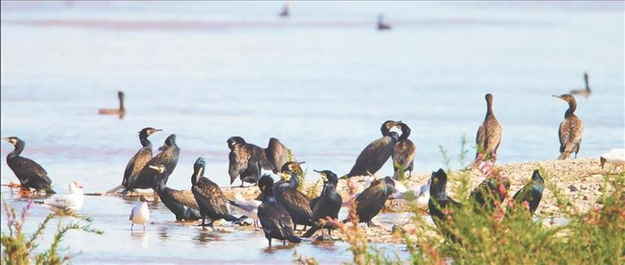 候鸟群集。本版图片均由海北州刚察县委宣传部供图