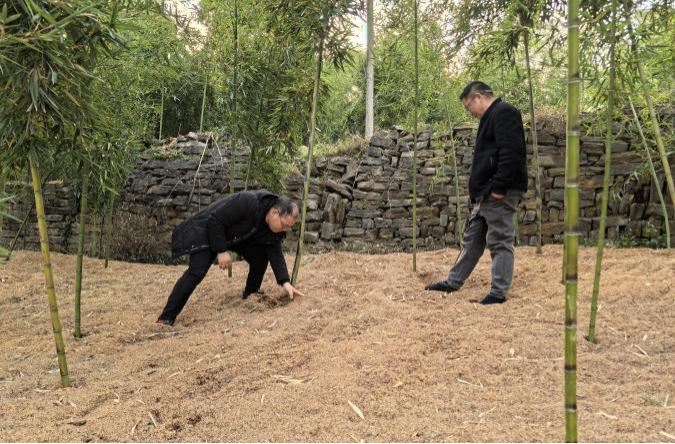 熊善军查看冬笋产业管护（央广网发  受访者供图）