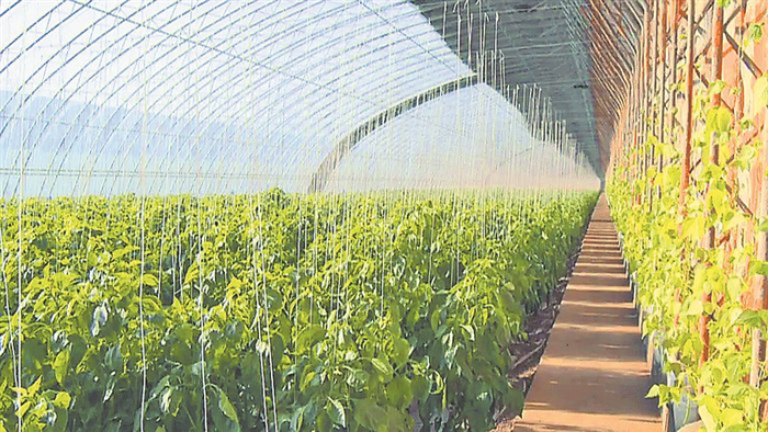 大锦农公司定制蔬菜大棚（图片由受访者提供）
