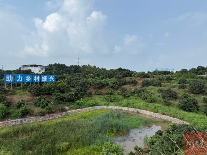 合江县荔江镇柿子田村荔枝种植基地