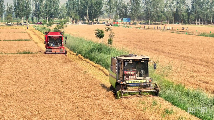 联合收割机正在收割小麦（央广网记者  齐平  摄）