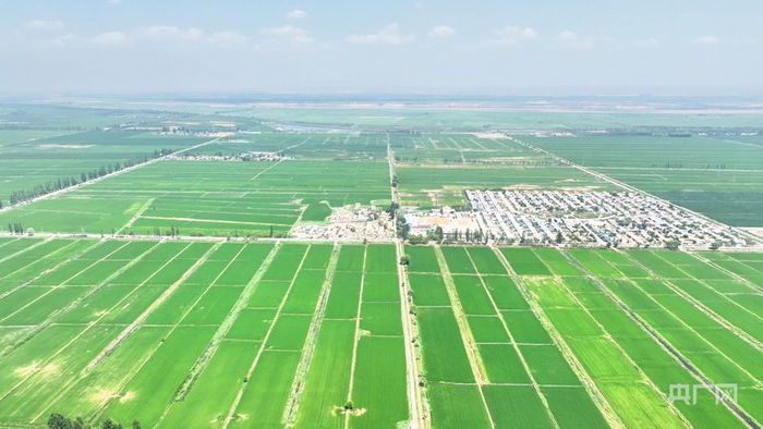 贺兰县万亩水稻长势喜人（央广网记者  齐平  摄）