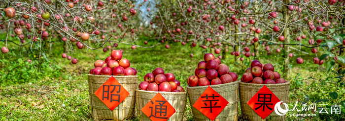 丰收时节的昭通苹果。柴峻峰摄