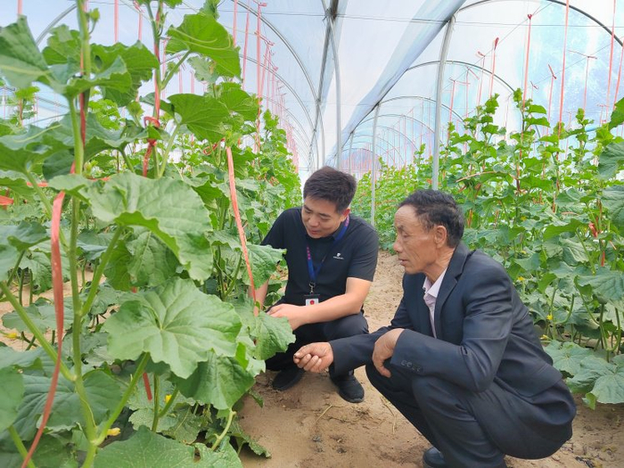 高台县合黎镇纪委工作人员结合群众身边不正之风和腐败问题集中整治，深入田间地头了解产业发展农民增收情况。