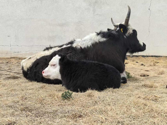 ▲ 克隆犏牛（前）和受体母犏牛（后）