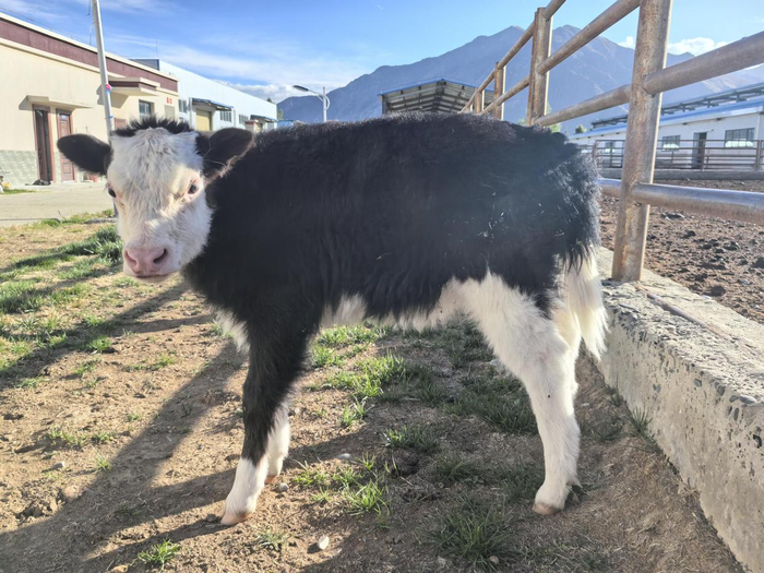 ▲ 世界首例体细胞克隆犏牛