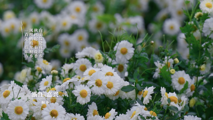 嘉兴桐乡杭白菊竞相绽放（央广网发  《沿着纬度听中国》摄制组供图）