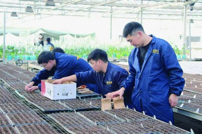 新乡市新乡县河南金蕾种苗有限公司的科研人员进行穴盘育苗。江雅俊摄/光明图片