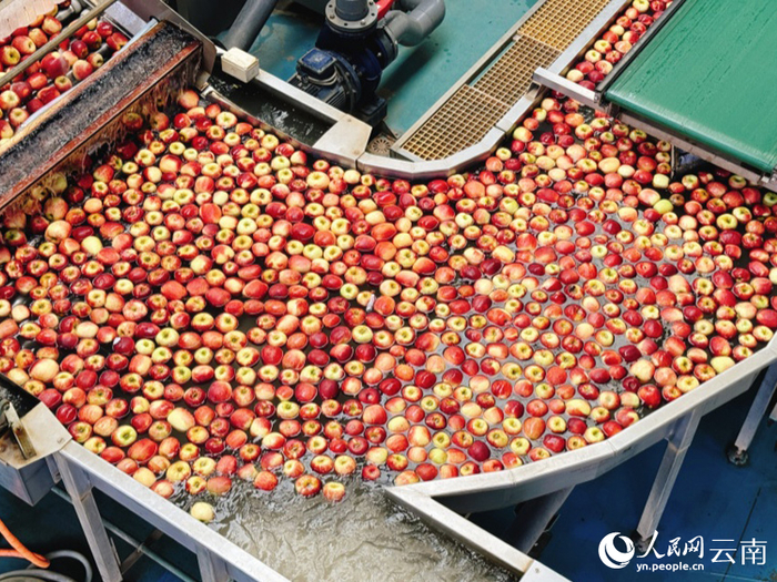 昭通市超越苹果基地苹果分选线。人民网记 蔡树菁摄