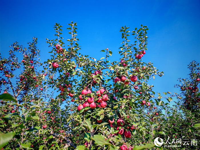 丰收时节的昭通苹果园里，红艳艳的苹果缀满枝头。昭阳区融媒体中心供图