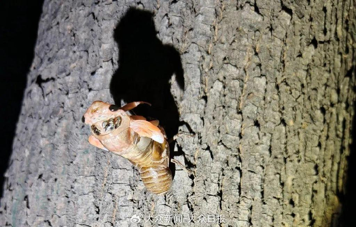 🔹知了猴留在树上的蝉蜕。国是直通车 杨懿茹 供图