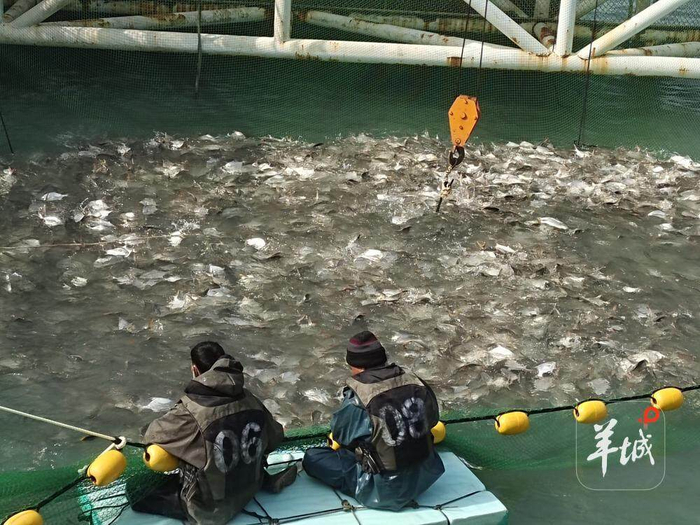 湛江海洋牧场，海捕金鲳鱼