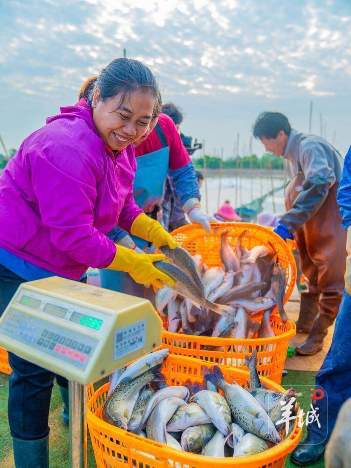 广东首提“年鱼经济”，让斗门白蕉海鲈鱼成为珠海水产金招牌