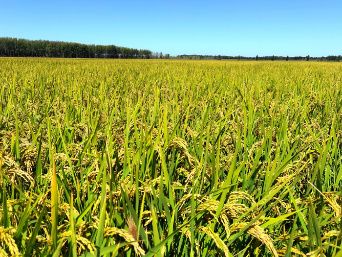 年景好，镇赉大米长势喜人（央广网发  潘晟昱  摄）
