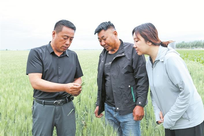     5月11日，樊川疆（左）在地里察看连队小麦的长势情况。  冉双国  摄