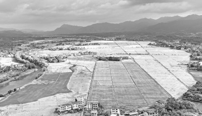 　　7月10日，湖南省常宁市罗桥镇湖波村，水稻陆续成熟，田间地头一片丰收在望的景象。