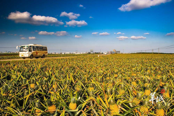 徐闻有菠萝还有“菠萝的海”。陈北跑 摄
