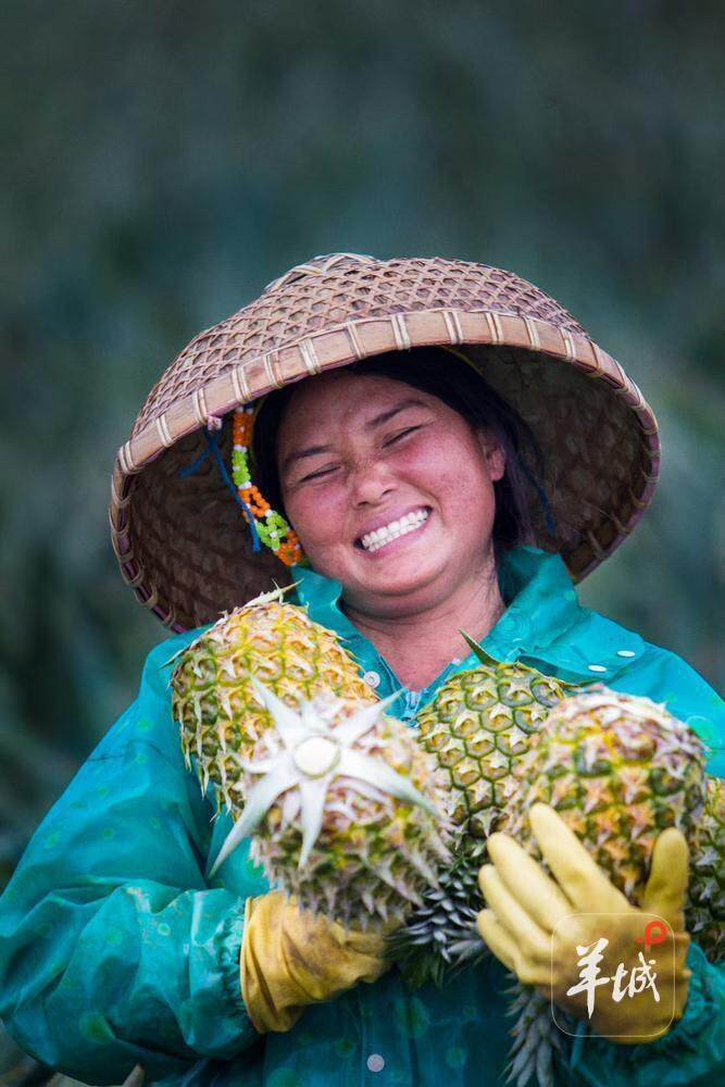 徐闻菠萝摇身一变成为农民的致富果。陈北跑 摄