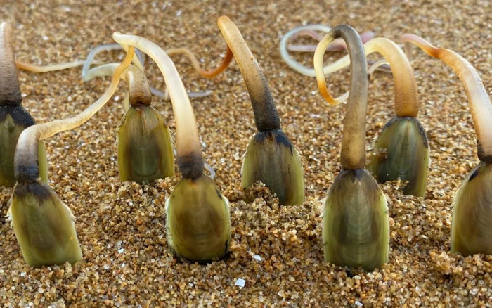 海豆芽。图片来源网络