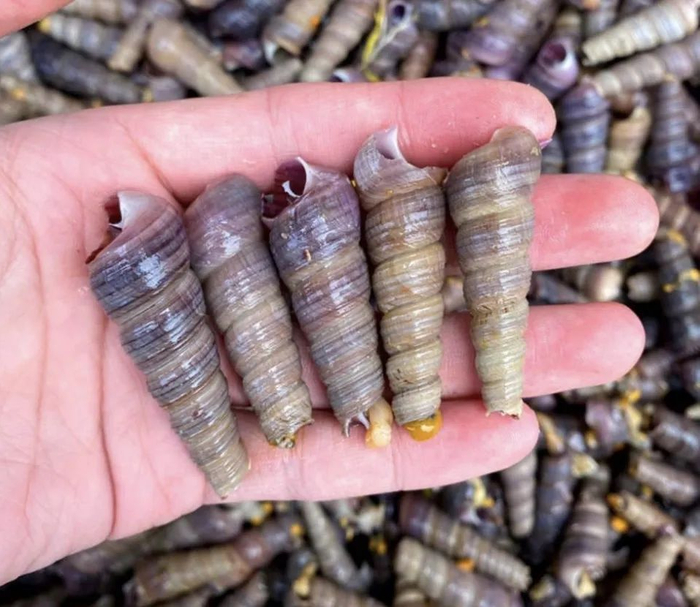 钉螺。图片来源网络