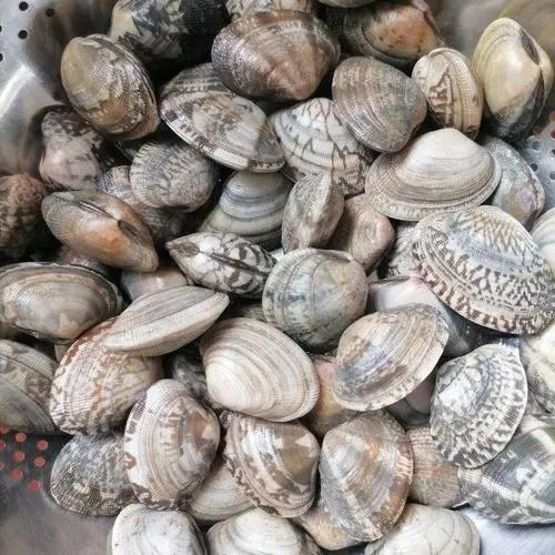 花甲。图片来源网络