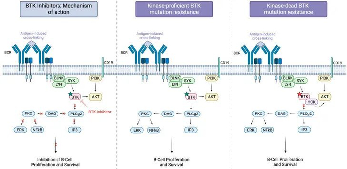 图6 BTK抑制剂的作用机制