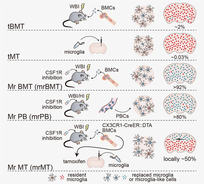 ▲全球首次实现的小胶质细胞替换策略