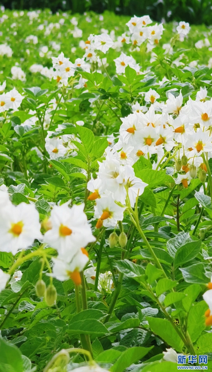盛开的白色洋芋花（视频截图）
