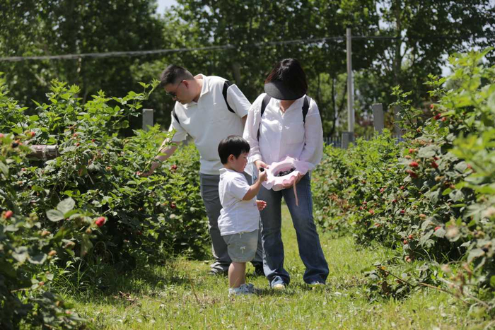 图为游客在树莓节上采摘树莓。孟庆军摄