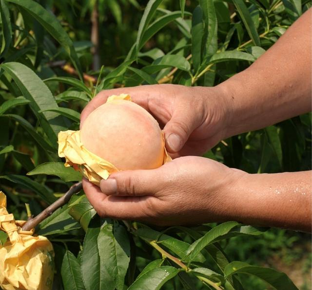南汇水蜜桃种植基地内，果农们在桃子外裹上一层纸以防虫害。周良波丨摄