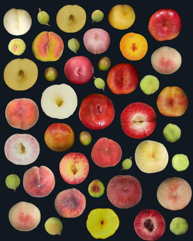 图注：桃果实表型多样性