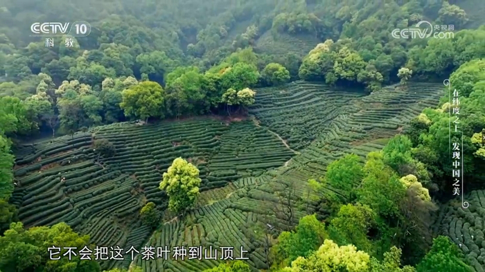西湖龙井茶的产地——梅家坞（央广网发  《沿着纬度听中国》截图画面）