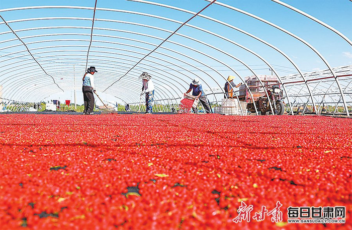 　　近日，金塔县的枸杞陆续成熟，迎来了采摘期。图为金塔县丰瑞源枸杞种植专业合作社的工人在晾晒枸杞。